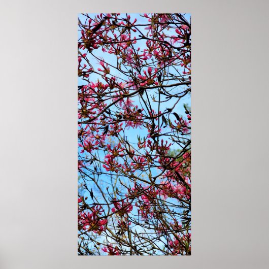 Poster Boucles de fleurs roses sur un arbre (Devant)