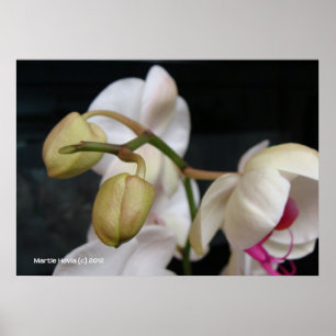 Poster Boucles d'orchidées blanches