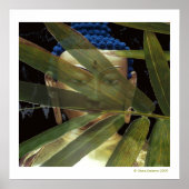 Poster Bouddha Bamboo (Devant)