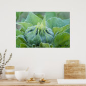 Poster Boue De Tournesol Humide Agrandir la photo (Cuisine)