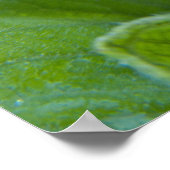 Poster Boue De Tournesol Humide Agrandir la photo (Coin)