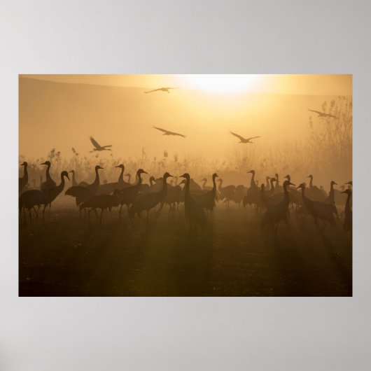 Poster Bouée d'oiseaux de grues au lac Agamon HaHula, Isr (Devant)