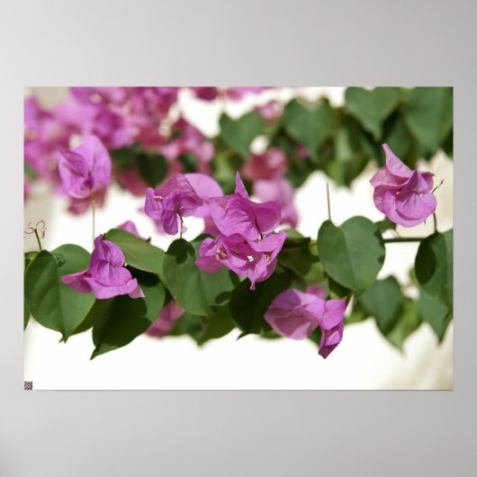Poster Bougainvillea (Devant)