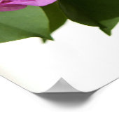 Poster Bougainvillea (Coin)
