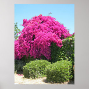 Poster Bougainvillea