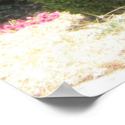 Poster Bougainvillea (Coin)