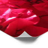 Poster Bougainvillea (Coin)