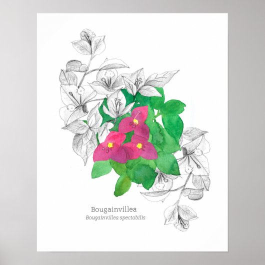 Poster Bougainvillea Fleur tropicale Langue des fleurs (Devant)