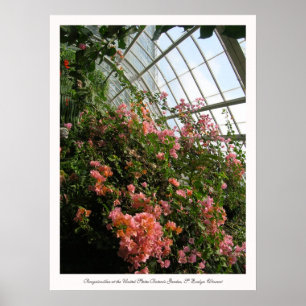Poster Bougainvillée au jardin botanique des États-Unis