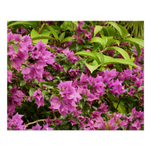 Poster Bougainvillées tropicales violettes