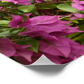 Poster Bougainvillées tropicales violettes (Coin)