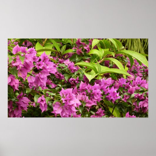 Poster Bougainvillées tropicales violettes (Devant)