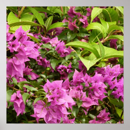 Poster Bougainvillées tropicales violettes (Devant)