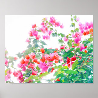 Poster bougainvillier
