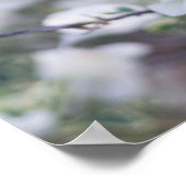 Poster Bougainvilliers blancs (Coin)