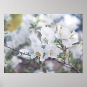 Poster Bougainvilliers blancs