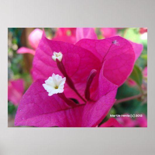 Poster Bougainvilliers en fleurs (Devant)