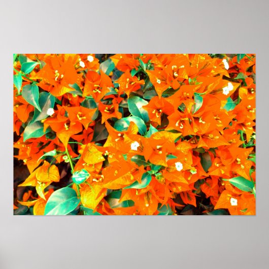 Poster Bougainvilliers orange vif (Devant)