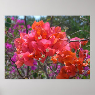 Poster Bougainvilliers roses tropicaux