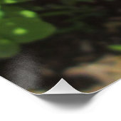 Poster Bougainvilliers rouges riches (Coin)