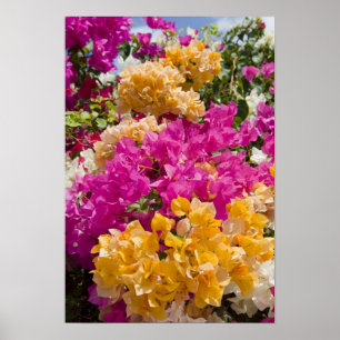 Poster Bouganvilleau, Cayman Brac, Îles Caïmans,