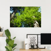Poster Boughs de séquoia dans le parc national Redwood (Bureau à domicile)