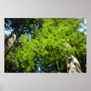 Poster Boughs de séquoia dans le parc national Redwood