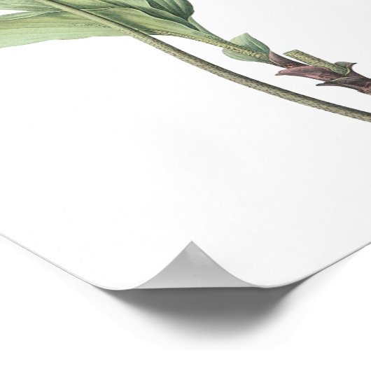 Poster boule de feu (Haemanthus multiflorus) par Redouté (Coin)