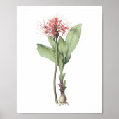 Poster boule de feu (Haemanthus multiflorus) par Redouté (Devant)