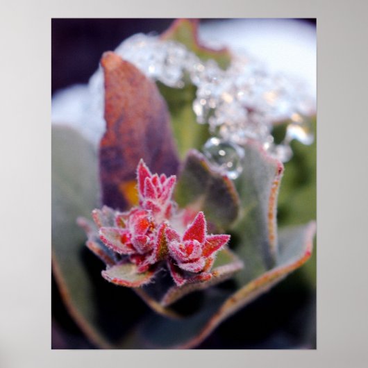 Poster Boule de fleurs (Devant)