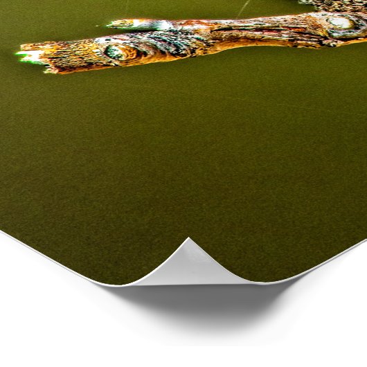 Poster Boule de semences Sycamore (Coin)