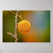 Poster Boule de semences Sycamore (Devant)