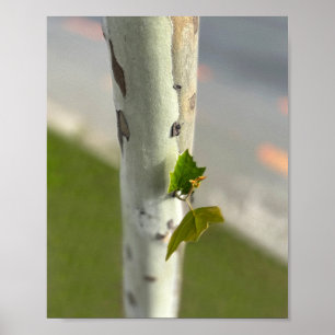 Poster Bouleau au bord de la route