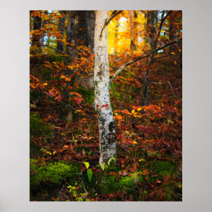 Poster Bouleau d'automne dans la forêt de mossy