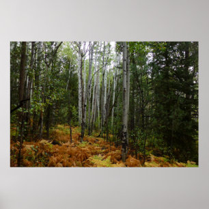 Poster Bouleaux blancs et fougères d'automne dans les mon