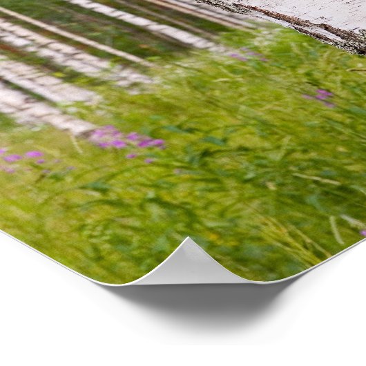 Poster bouleaux dans les forêts finlandaises (Coin)