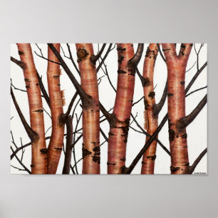 Poster bouleaux rouges