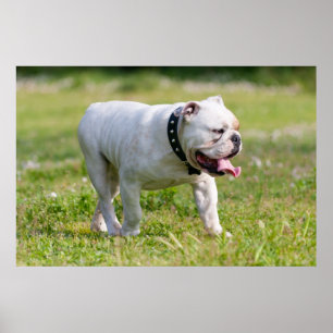 Poster Bouledogue anglais