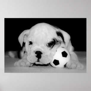 Poster Bouledogue anglais "de chiot du football"