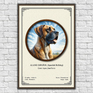 Poster Bouledogue Espagnol (Alano Español) Série de Zoolo