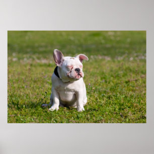 Poster Bouledogue français