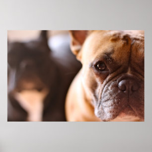Poster Bouledogue français