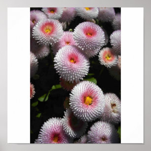 Poster boules de rose