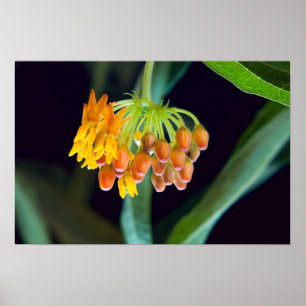 Poster Boules et fleurs de mouches à papillon
