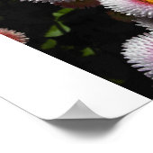 Poster boules roses (Coin)