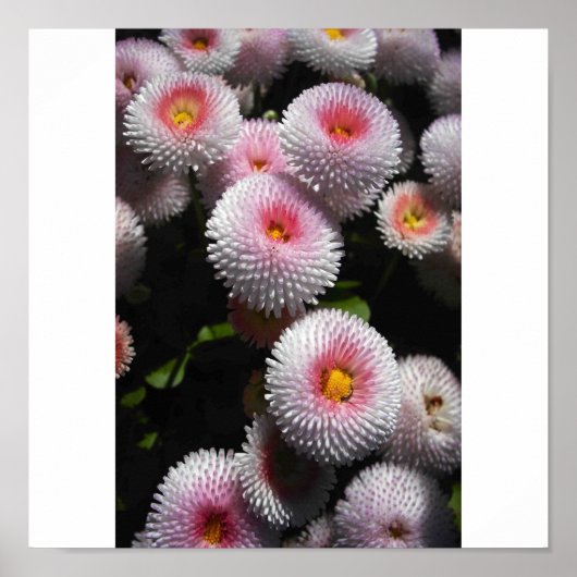 Poster boules roses (Devant)