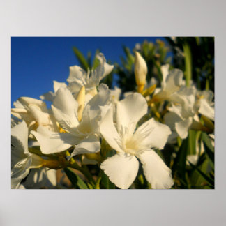 Poster Bouquests Et Ciels Bleus