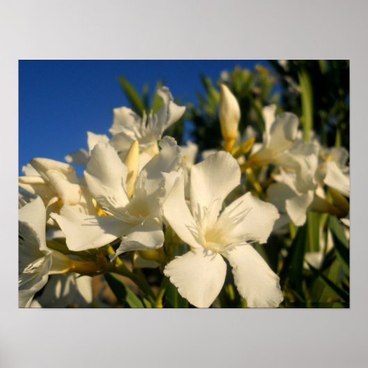 Poster Bouquests Et Ciels Bleus (Devant)