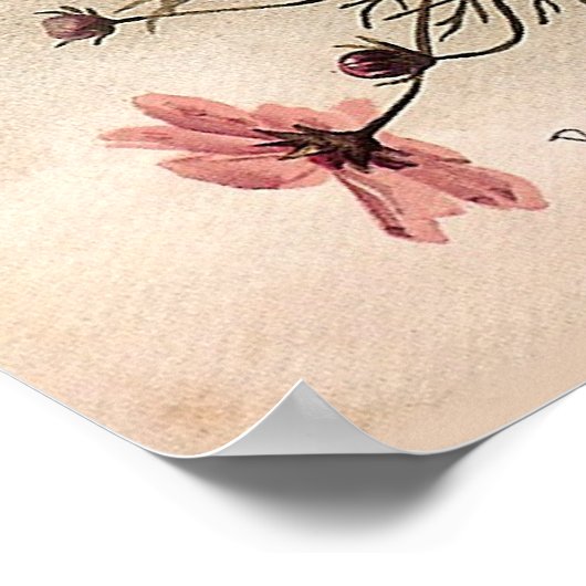 Poster Bouquet Cosmos vintage (Coin)