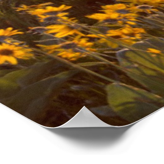Poster Bouquet de Balsamorhize à feuilles de flèche sauva (Coin)